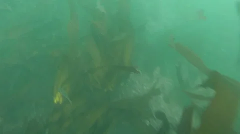 2d seaweed swaying in the waves Stock Footage 44881958