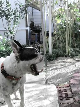 2DogsinYard Stock Photos