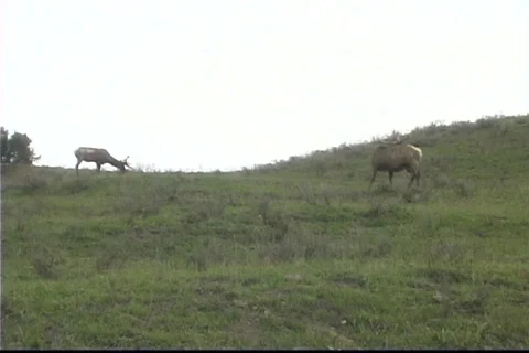 2Elk Yellostone Stock Footage 538049
