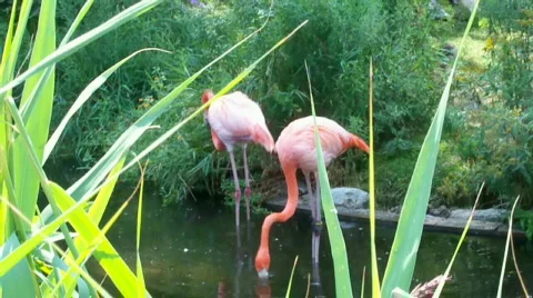 2flamingo 스톡 동영상 508712