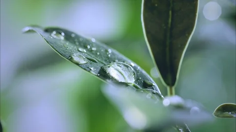 2K 16:9 Water Drop Stays on Green Leaf, Macro Slow Motion Stock Footage