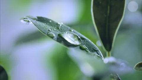 2K 16:9 Water Dropping on Leaf, Macro Slow Motion 1 Stock Footage 96328460