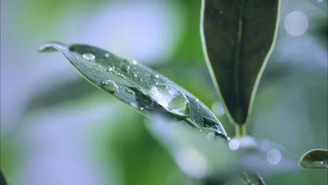 2K 16:9 Water Dropping on Leaf, Macro Slow Motion 2 Stock Footage 96329391