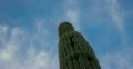 2K 30p Looking up a Saguaro at the blue sky with misty clouds time lapse Web Footage