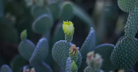 2K 30P wide Beaver Tail Cactus blossom opens in the morning time lapse Stock Footage