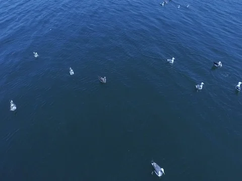 A 2k 60 frames per second shot of happy Seagulls 스톡 동영상 77971747
