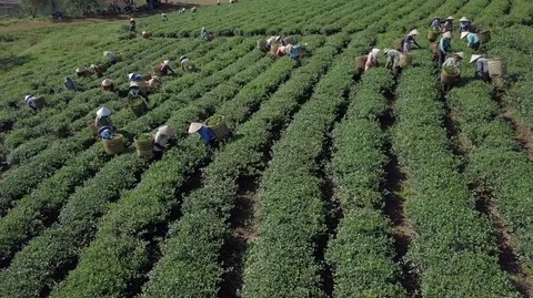 2K Aerial close-up view of the workers in commercial tea plantations in Vietnam Stock Footage 97857271
