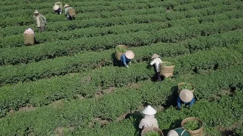 2K Aerial Close-up view of the workers in commercial tea plantations Stock Footage 97859043