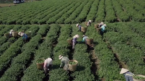 2K Aerial Close-up view of the workers in commercial tea plantations Stock Footage 97862470