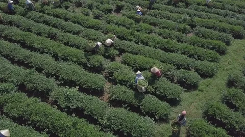 2K Aerial Close-up view of the workers in commercial tea plantations Stock Footage 97862657