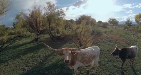 2K Aerial fly up to 2 long horn bulls Stock Footage 42623662