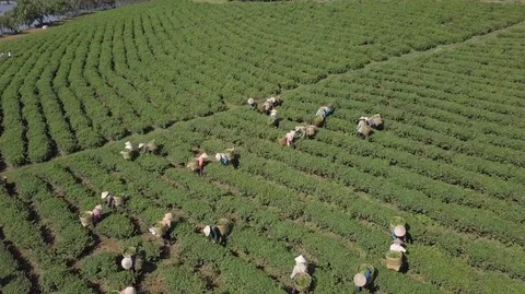 2K Aerial overhead view of the workers in commercial tea plantations Stock Footage 97857864