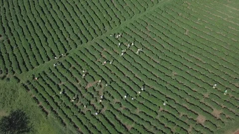 2K Aerial Top view of the workers in commercial tea plantations in Vietnam Stock Footage 97861553