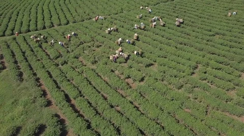 2K Aerial view of the workers in commercial tea plantations in Vietnam Stock Footage 97862893