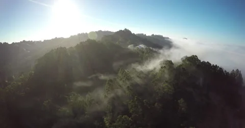2k California Forest Fog Hover Stock Footage 67757978