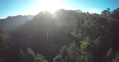 2k California Forest PushIn Stock Footage 67757975