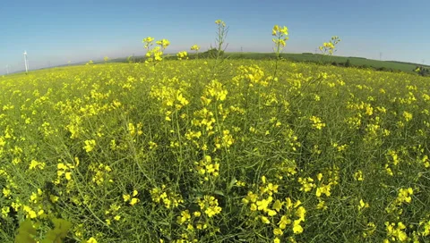 2k - canola field Vidéo 38271060
