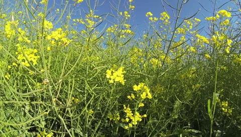 2K - canola field Stock-Footage 38283061