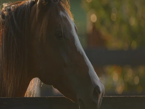 2K Close up of beautiful horse. Stock Footage 72508917