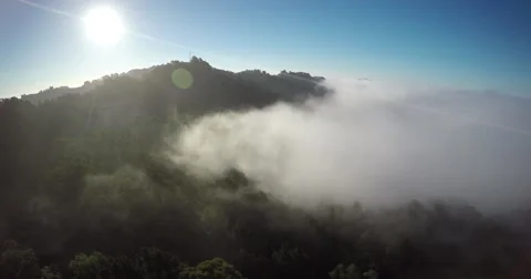 2k Forest Fog Pull-Back Stock Footage 67757981