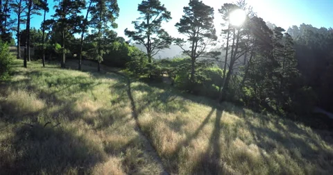 2k Forest Meadow Stock Footage 67757984