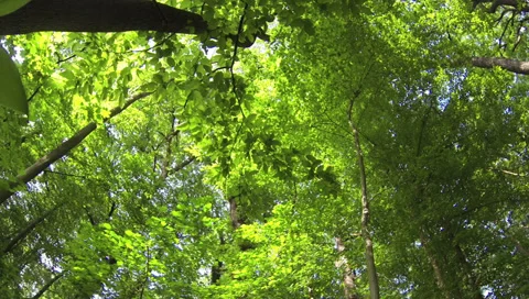 2k - Forest in the spring Видео 38810351