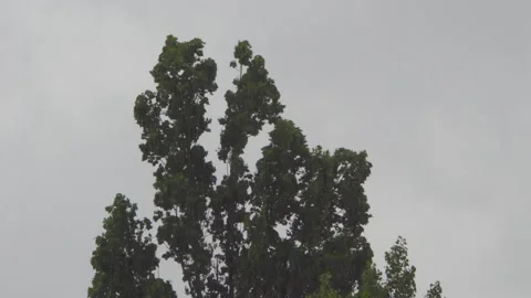 2K The green tree sways in the wind Video stock 205569046