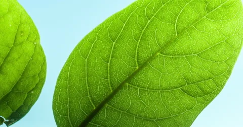 2k leaf macro Stock Footage 49107599