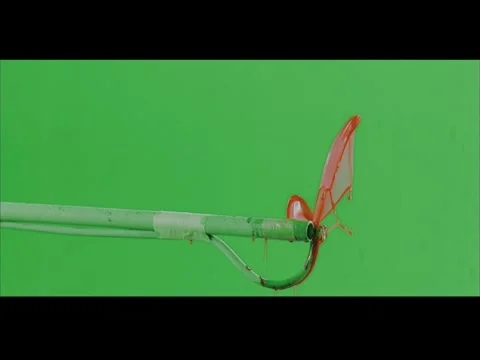 2K Long Duration Arterial Blood Drip Atmospheric Layer on Green Screen Stock Footage 345692831