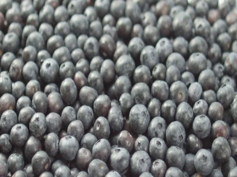 2k shallow depth of field pan of blueberries 스톡 동영상 81338083