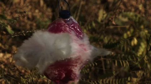 2K Super slow motion. The bullet hits the large bottle of colored water. A large Video stock 92538228