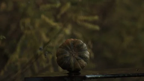 2K Super slow motion. The bullet hits the pumpkin. Pumpkin explodes. Video stock 92538926