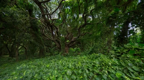 2k Time-lapse Photography inside rain forest Stock-Footage 44196415