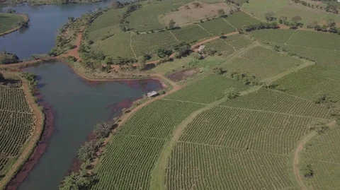 2K Top Aerial view of tea plantations Stock Footage 97858953
