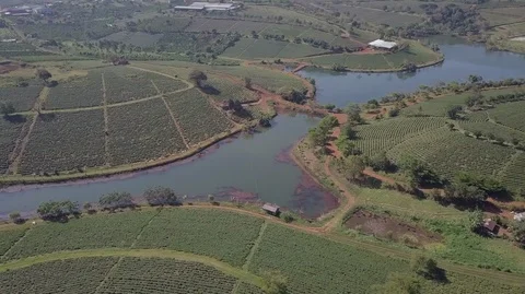 2K Top Aerial view of tea plantations in Vietnam Stock Footage 97862623