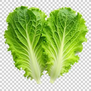 2lettuce-isolated-on-white-background Stock Photos