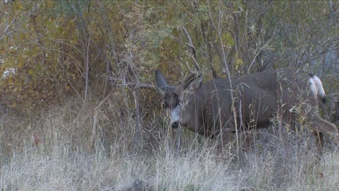 2nd Clip of Mature Mule Deer Buck Horning Vegetation Stock Footage 117652416