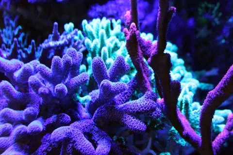 2reef Foto stock