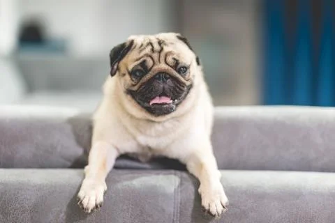 2T7A1709 Stock Photos