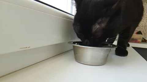2the cat eats dry food on the windowsill, slow motion Stock Footage 88059734