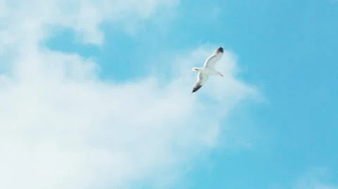 2Tracking shot of seagull flying in front of the USA flag and San Francisco Stock Footage 63828442