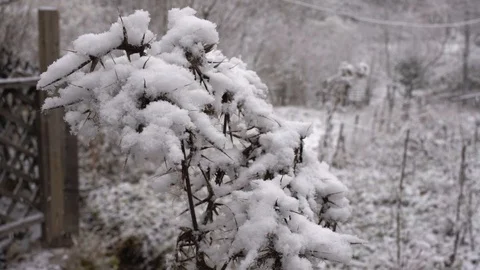 2.winter snow on plant Stock Footage 101347127