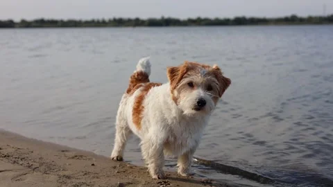 2Wirehaired Jack Russell standing on the lake shore. Pet at sea. Dog walking on  Stock Footage 317001814