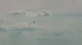 2x Eurocopter Tiger HD Footage