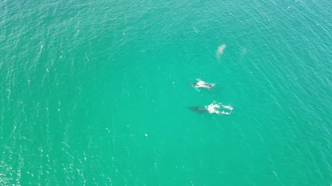 2x Humpback Whales spouting and surfacing Stock Footage 281144682