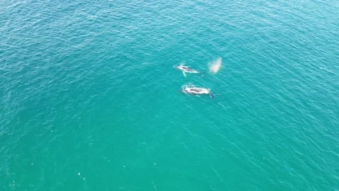 2x Humpback Whales spouting and surfacing Stock Footage 281146142