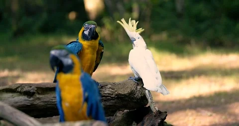 2x macaw cockatoo-pull focus-1 Stock Footage 92159129