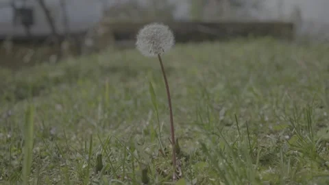 2x slowed SLog3 close-up of Lonely dandelion with fluffs Stock Footage 309034544