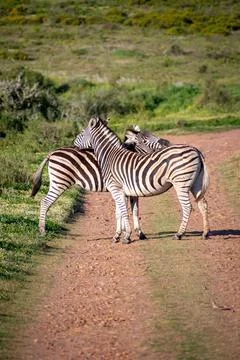 2x Zebra scratching backs Stockfoto's