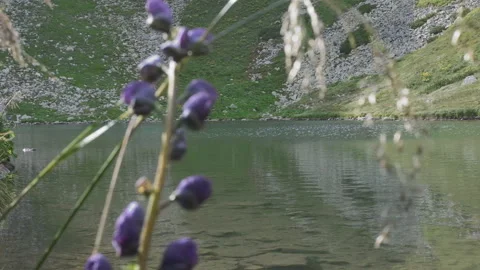 2Z 2-6 Stock Footage 121400212